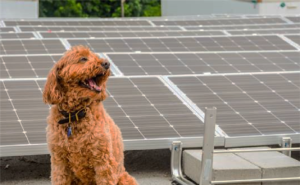 solar panel dog
